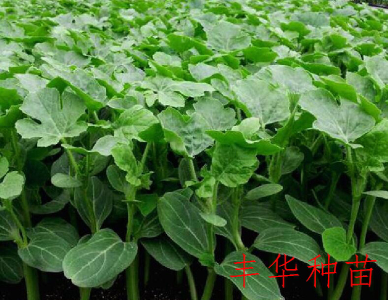 美都西瓜苗薇萌美都葫芦嫁接南瓜嫁接现货