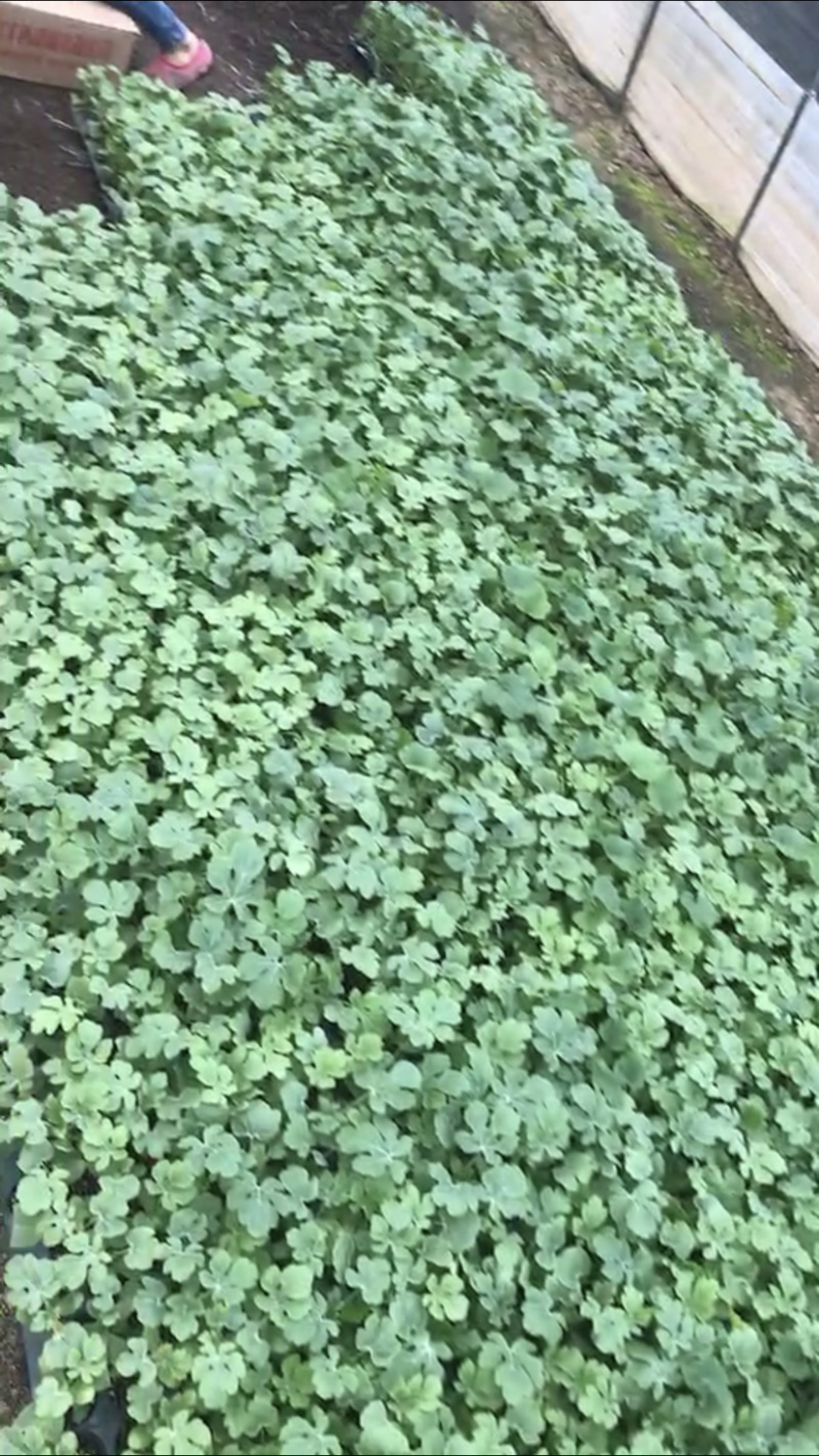 美都西瓜苗薇萌美都葫芦嫁接南瓜嫁接现货