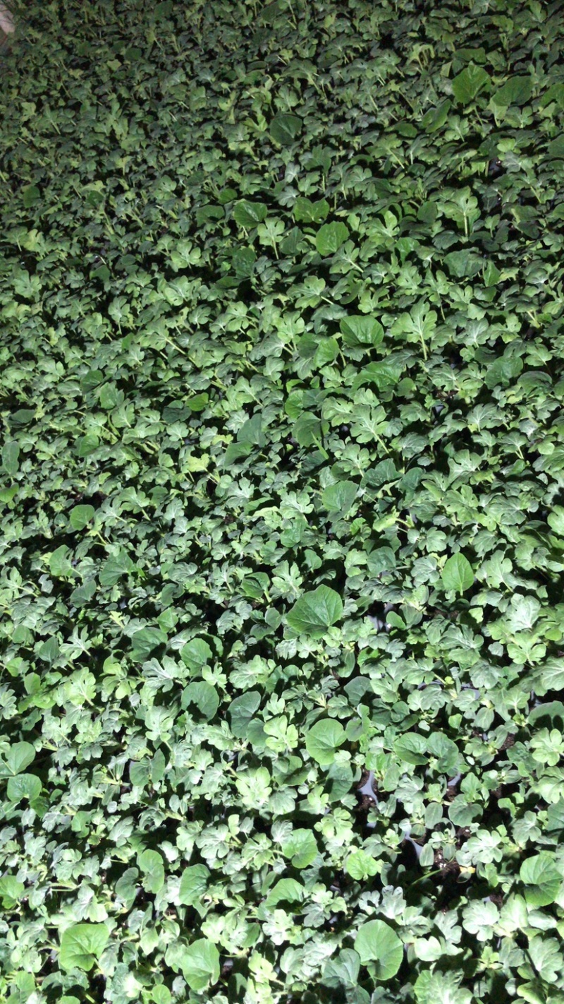 美都西瓜苗薇萌美都葫芦嫁接南瓜嫁接现货