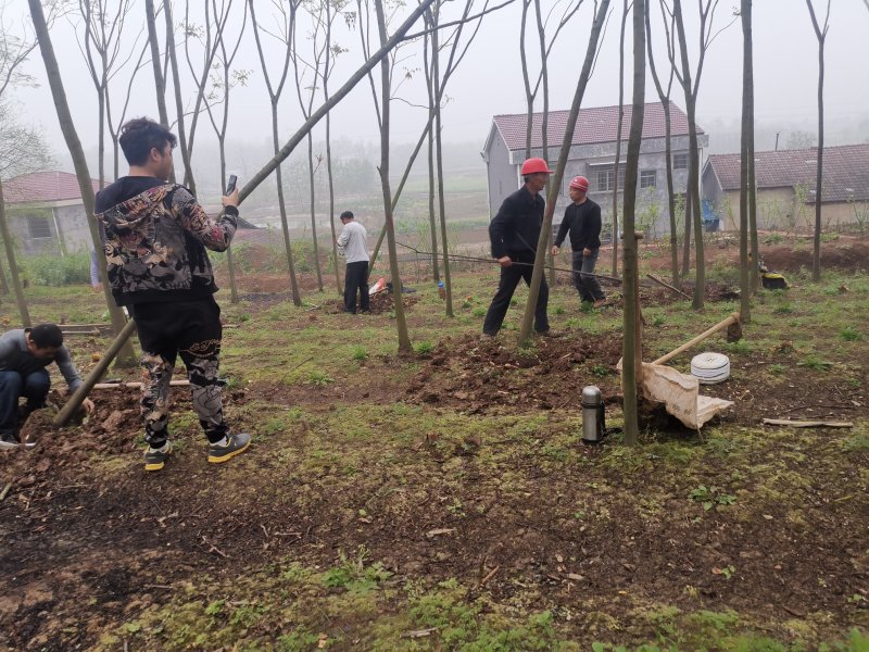 栾树各种规格截干带球裸根可选田苗可供选择