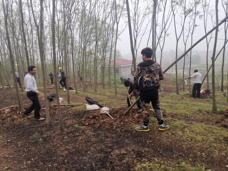 栾树各种规格截干带球裸根可选田苗可供选择