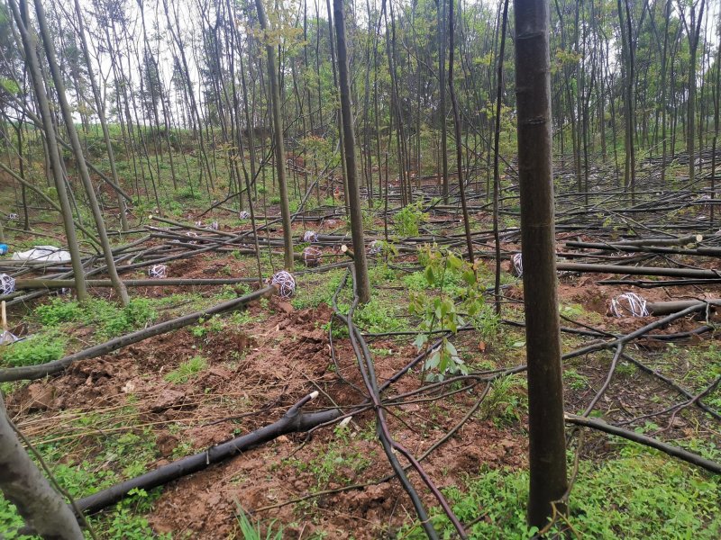 栾树各种规格截干带球裸根可选田苗可供选择