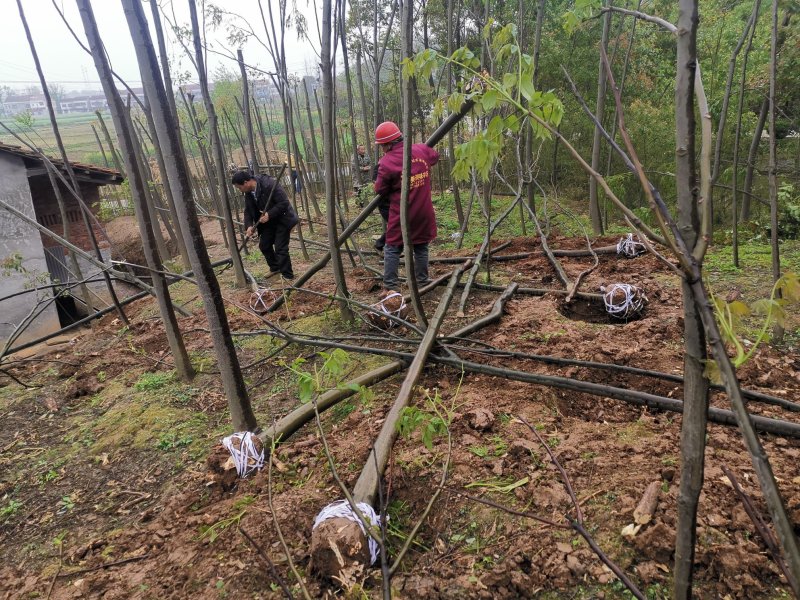 栾树各种规格截干带球裸根可选田苗可供选择
