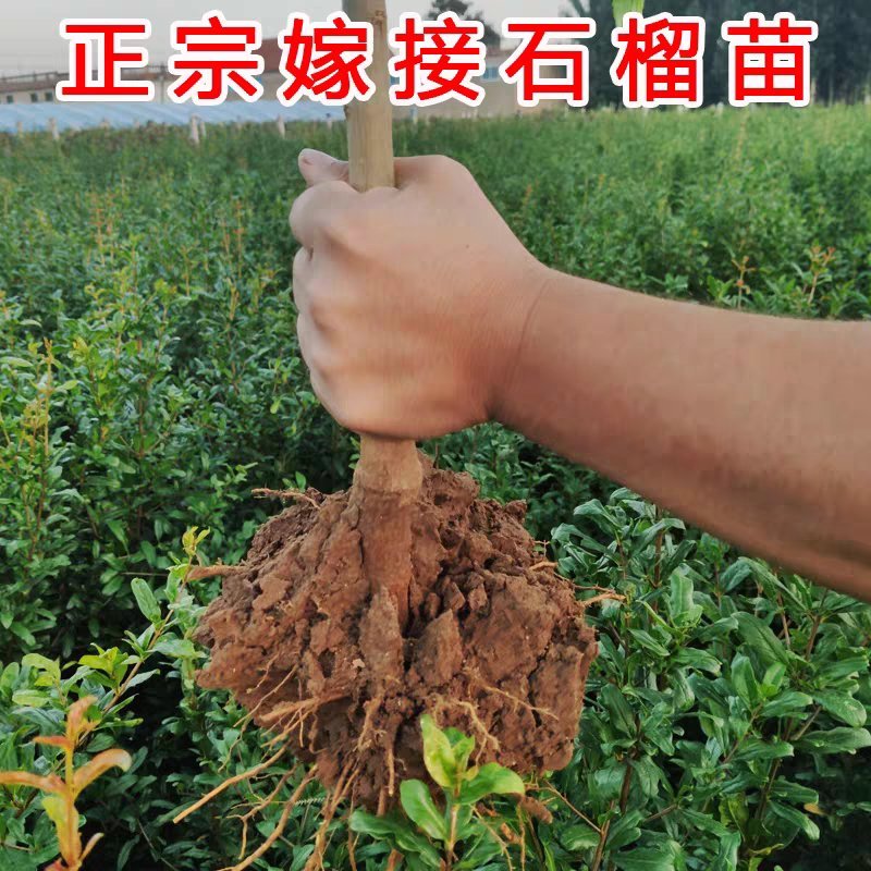 嫁接突尼斯软籽石榴优质嫁接苗，包品种
