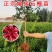 嫁接突尼斯软籽石榴优质嫁接苗，包品种