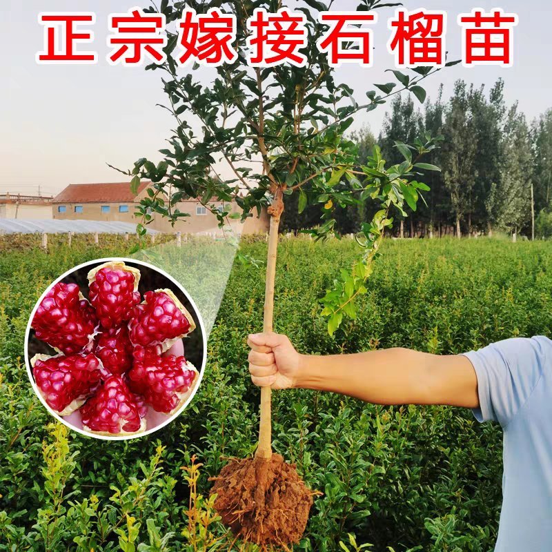 嫁接突尼斯软籽石榴优质嫁接苗，包品种