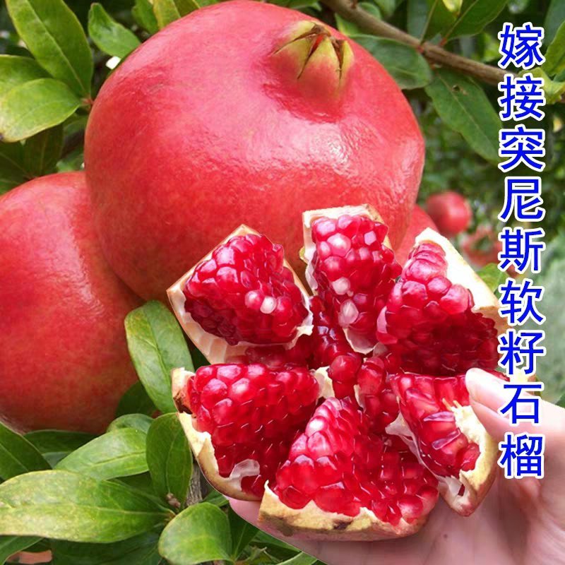 嫁接突尼斯软籽石榴优质嫁接苗，包品种