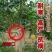 嫁接突尼斯软籽石榴优质嫁接苗，包品种