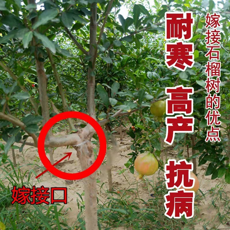 嫁接突尼斯软籽石榴优质嫁接苗，包品种