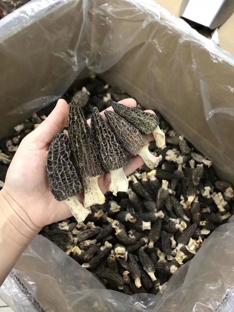 羊肚菌产地直销量大从优