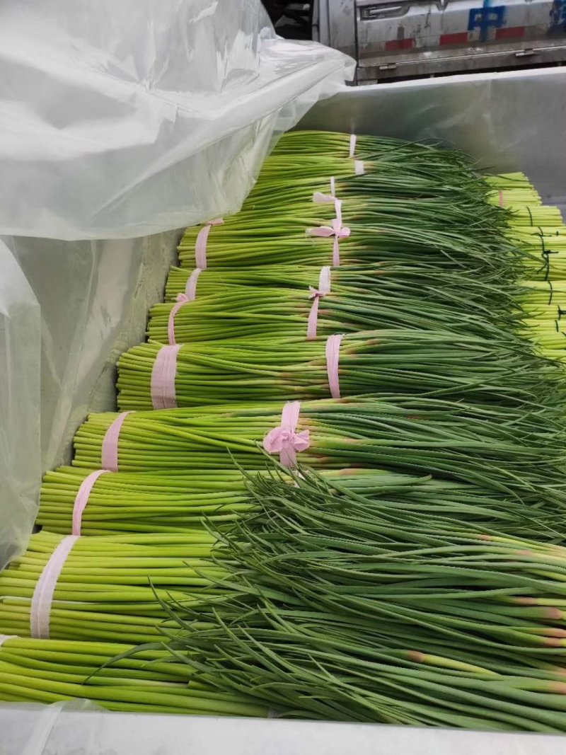 红帽蒜薹，河南红帽蒜薹，大量有货量大从优，价格美丽