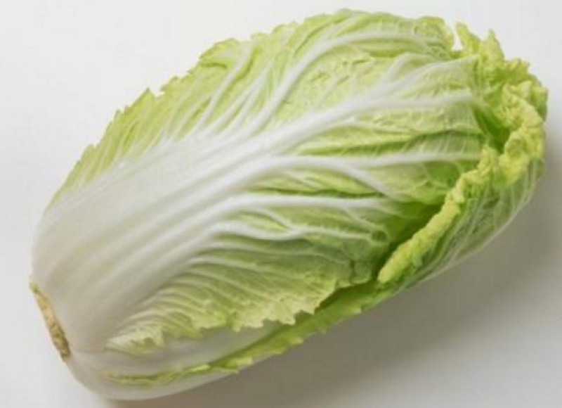 优选山东黄心大白菜开园上市产地直销欢迎选购量大从优