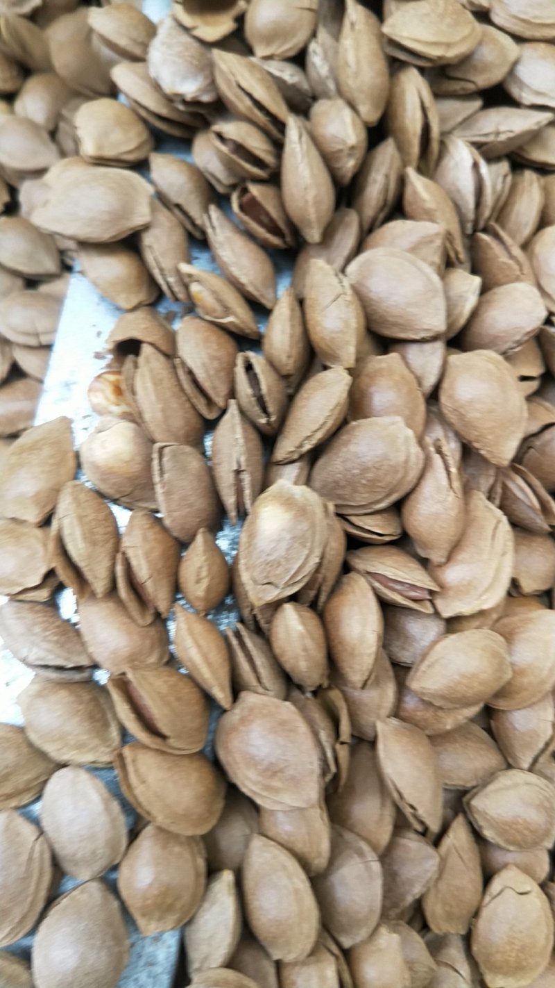 开口杏核杏仁，一首货源，没有中间商差价，