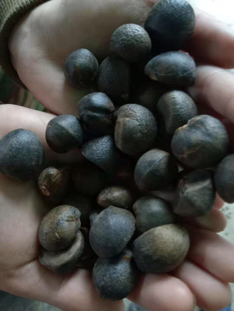 精选好货，优质山茶油，新鲜上市，自产自销，欢迎老板咨询，