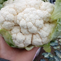 精品花菜，实菜花，质优价廉，产地直供，欢迎老板前来采购