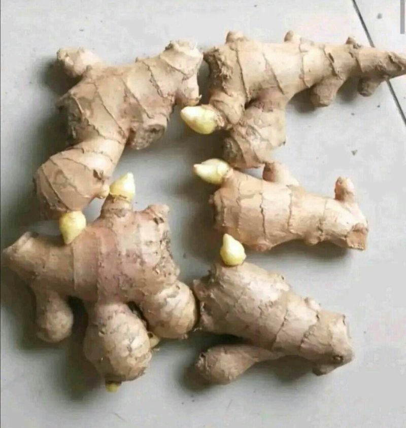河南优质姜种产地批发，亩产过万，专业技术指导。全国发货。