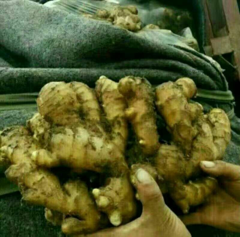河南优质姜种产地批发，亩产过万，专业技术指导。全国发货。