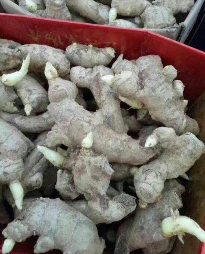 河南优质姜种产地批发，亩产过万，专业技术指导。全国发货。
