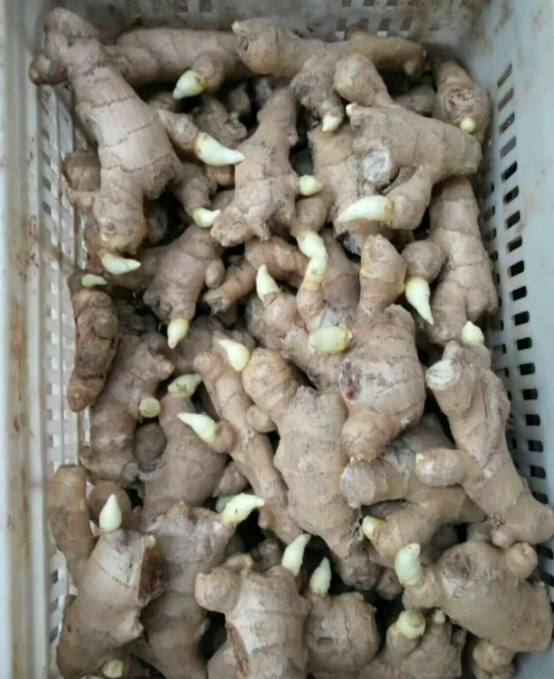 河南优质姜种产地批发，亩产过万，专业技术指导。全国发货。