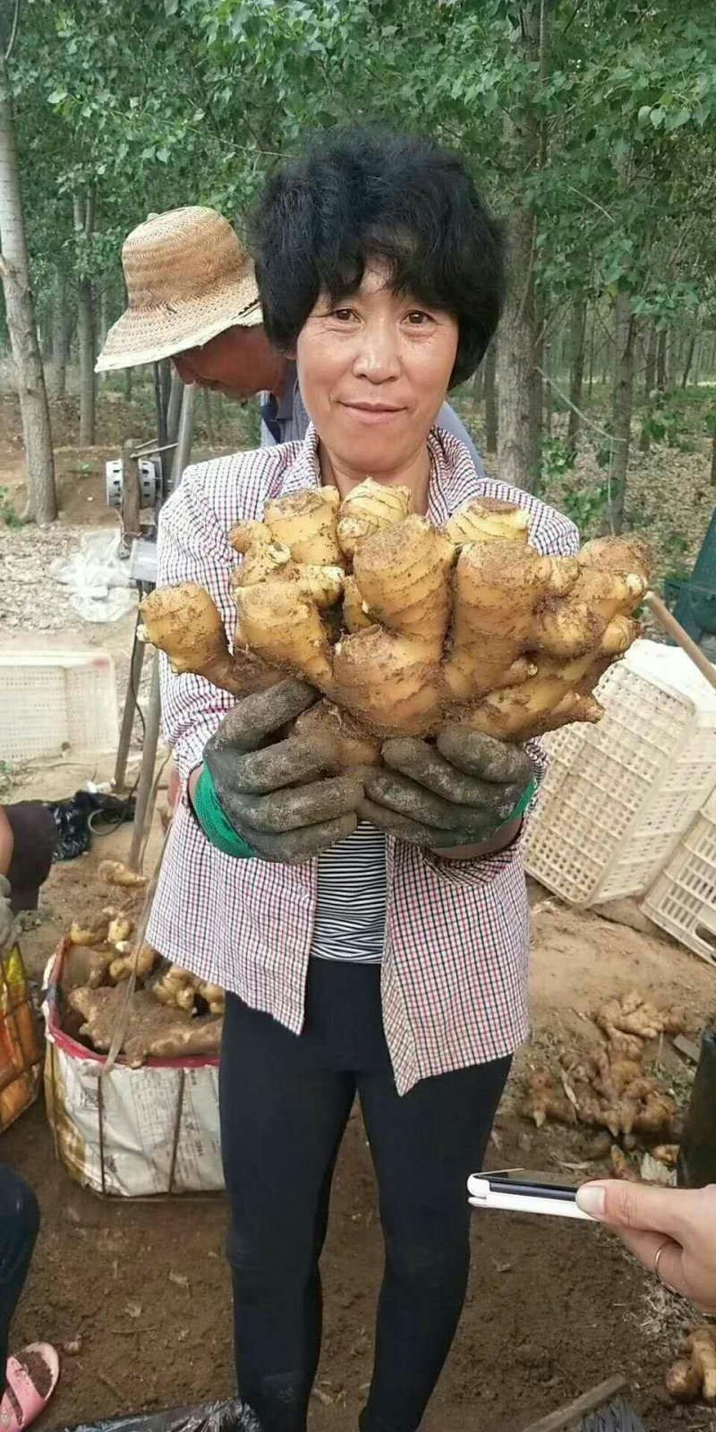 河南优质姜种产地批发，亩产过万，专业技术指导。全国发货。