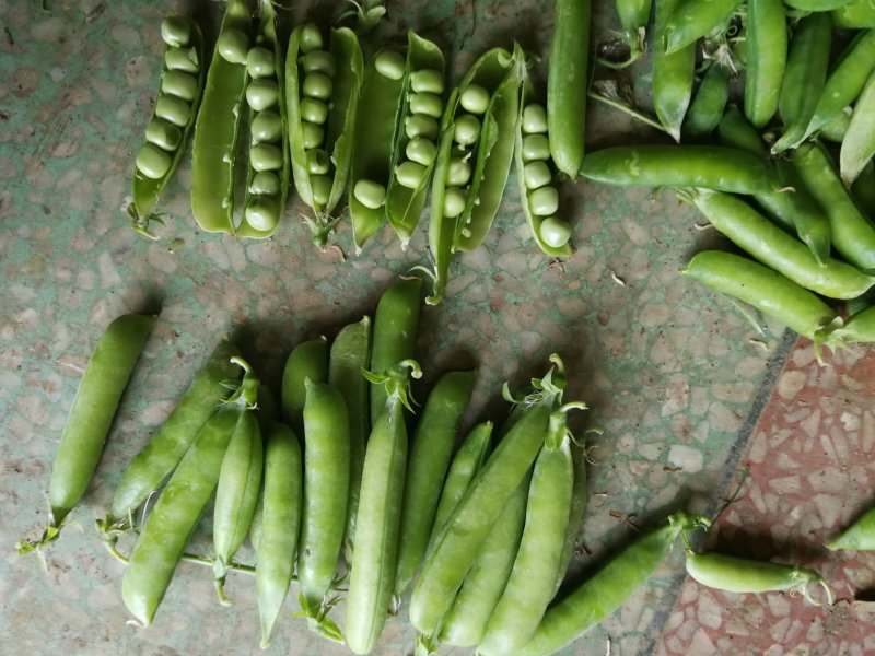 【精选豌豆荚】湖北襄阳千亩青碗豆个头饱满代发农批市场