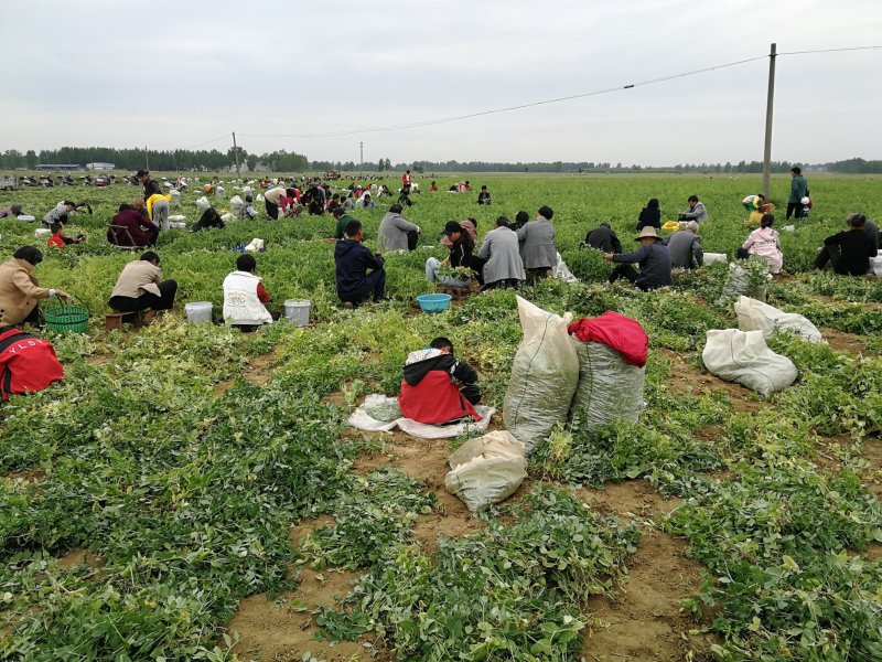 【精选豌豆荚】湖北襄阳千亩青碗豆个头饱满代发农批市场