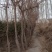 芸杉，杏树