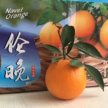 伦晚脐橙，口感好，正宗地道的秭归水田坝伦晚