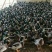 麻鸭苗/蛋鸭苗/江南一号蛋鸭苗/青壳二号鸭苗批发