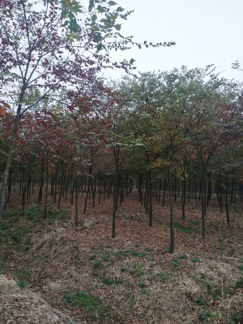 自家苗圃，规格齐全，量大优惠保质保量欢迎选购