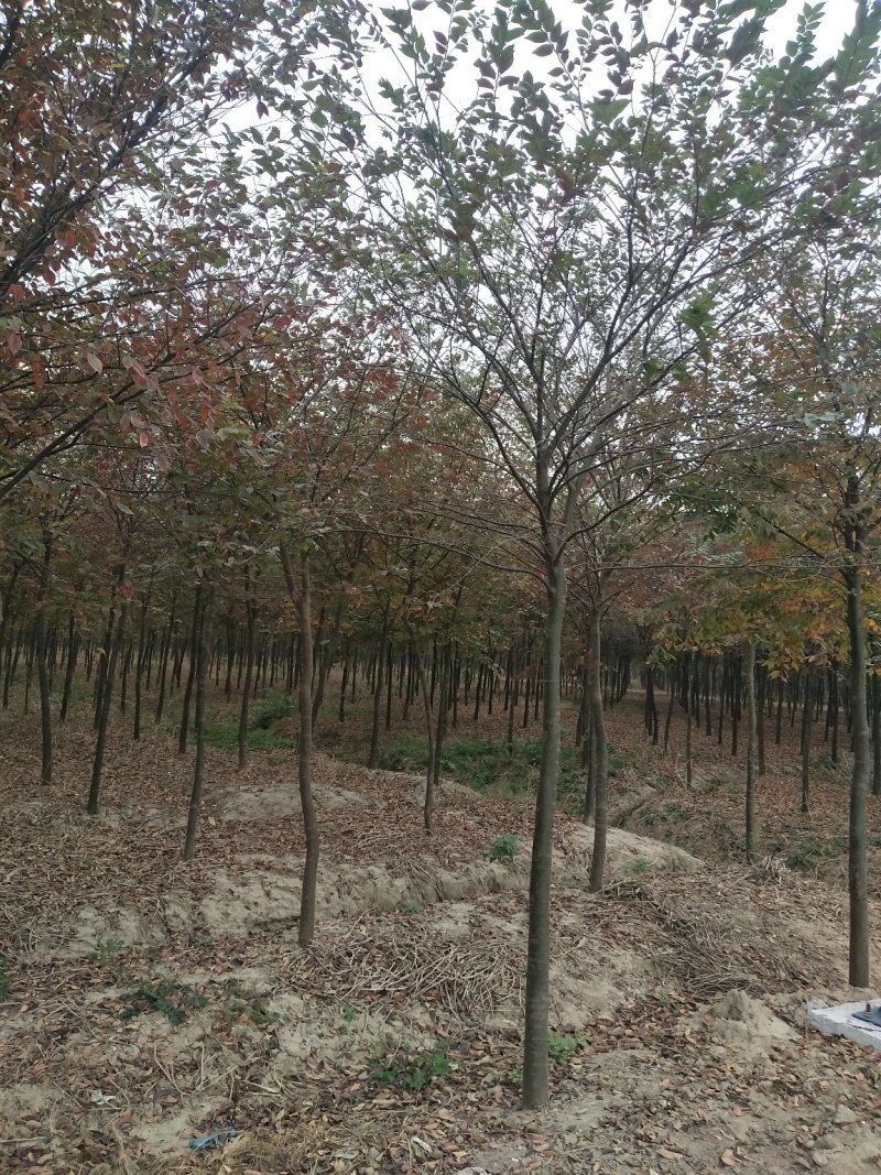 自家苗圃，规格齐全，量大优惠保质保量欢迎选购
