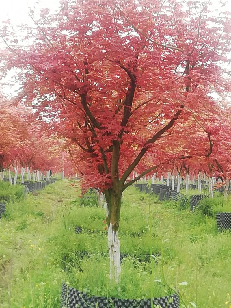 红枫