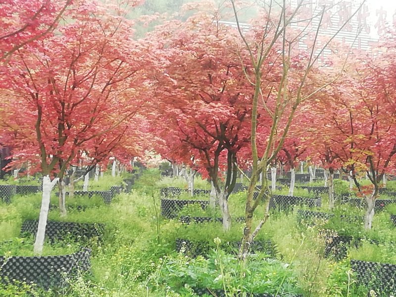 红枫