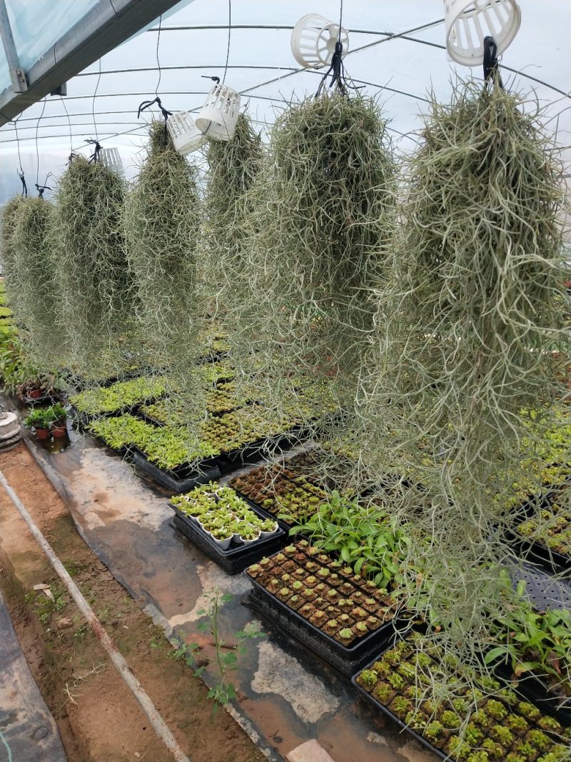 捕蝇草全系列猪笼草批发价，基地直供，欢迎联系
