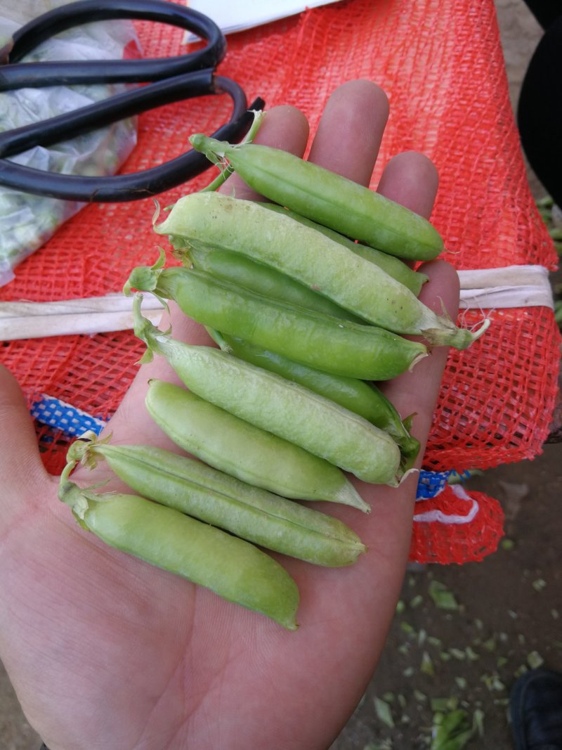 【优质供应商】湖北青豌豆大量上市，供应农贸市场商场超市