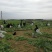 【优质供应商】湖北青豌豆大量上市，供应农贸市场商场超市