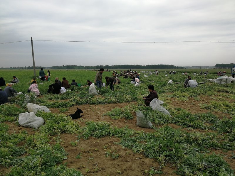 【优质供应商】湖北青豌豆大量上市，供应农贸市场商场超市
