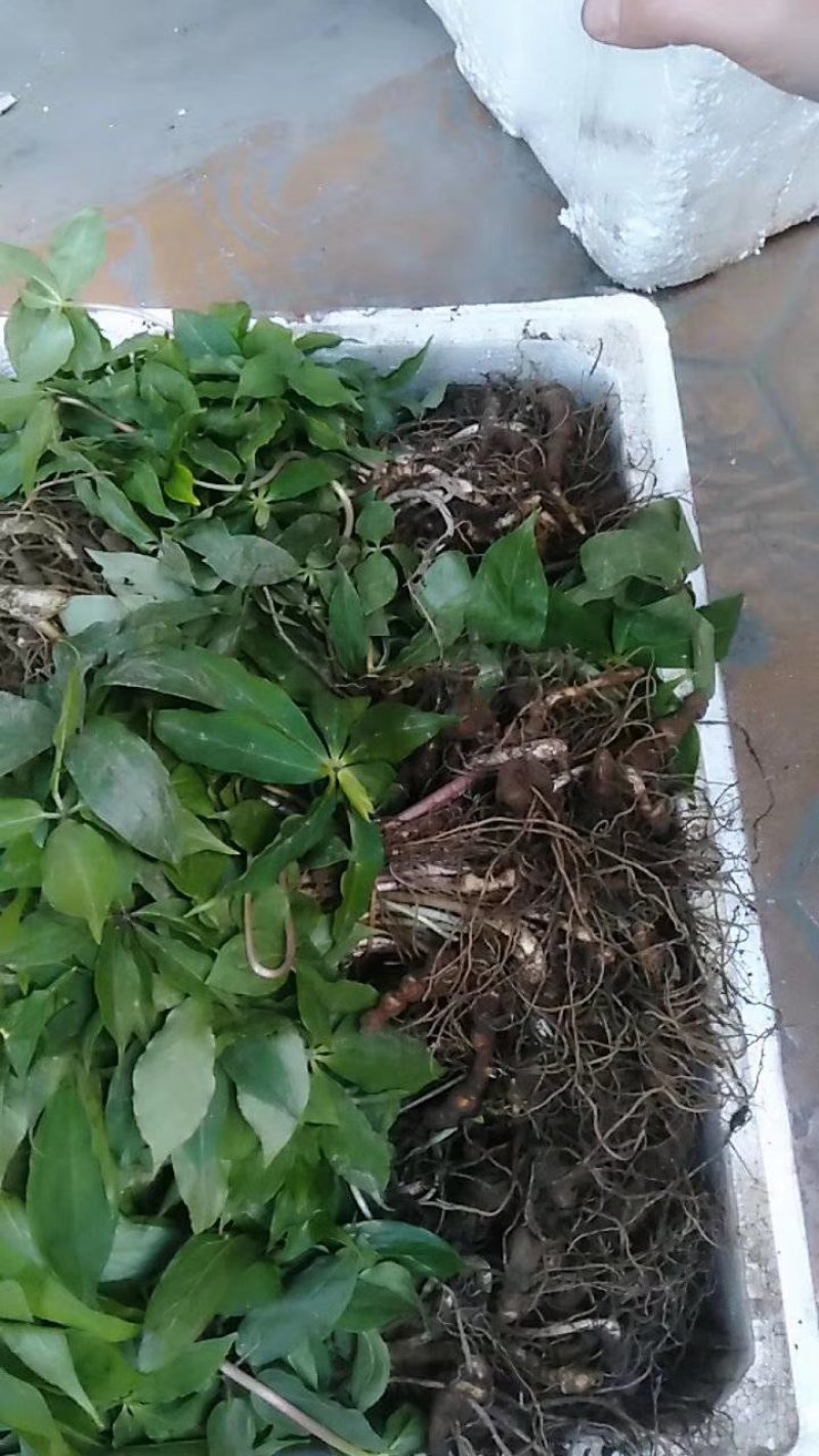 想致富就得先学会种植