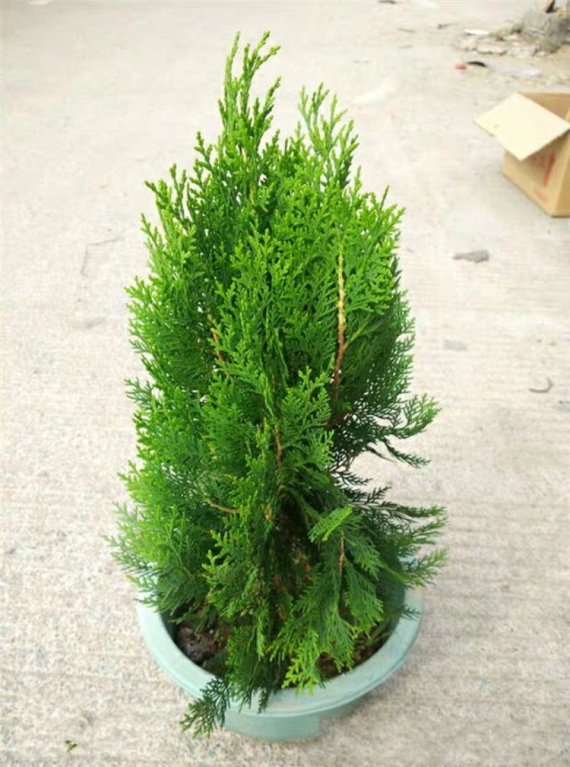 侧柏树苗扁侧柏树松柏树苗庭院绿化侧柏叶柏树绿化苗
