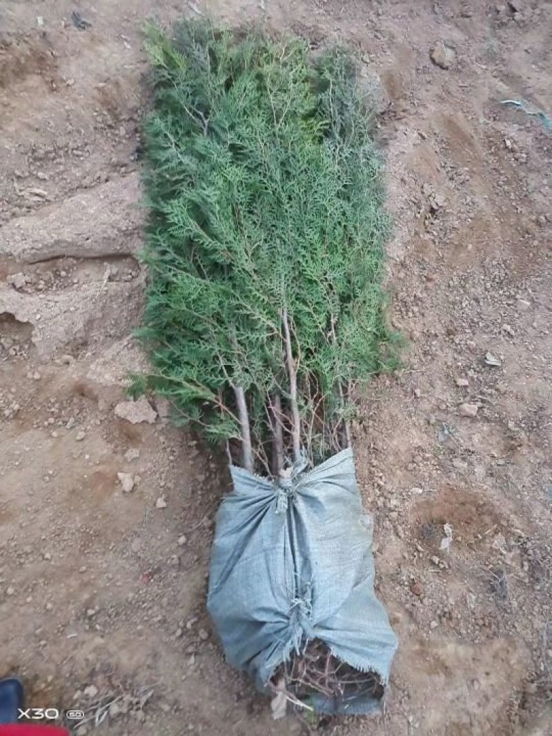 侧柏树苗扁侧柏树松柏树苗庭院绿化侧柏叶柏树绿化苗