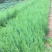 侧柏树苗扁侧柏树松柏树苗庭院绿化侧柏叶柏树绿化苗