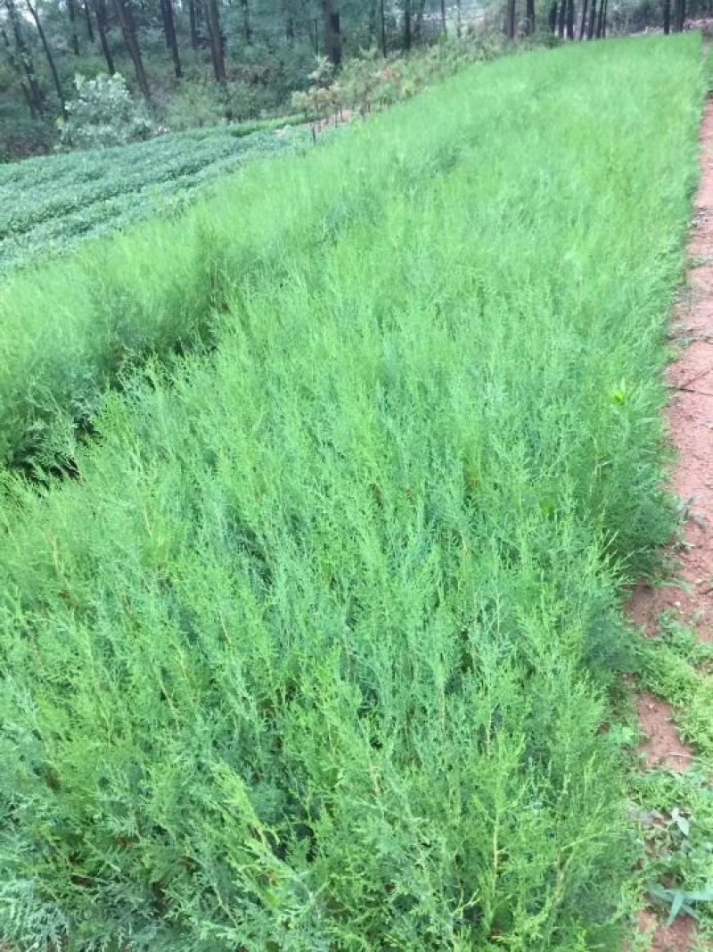 侧柏树苗扁侧柏树松柏树苗庭院绿化侧柏叶柏树绿化苗