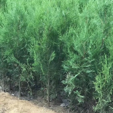 侧柏树苗扁侧柏树松柏树苗庭院绿化侧柏叶柏树绿化苗