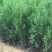 侧柏树苗扁侧柏树松柏树苗庭院绿化侧柏叶柏树绿化苗