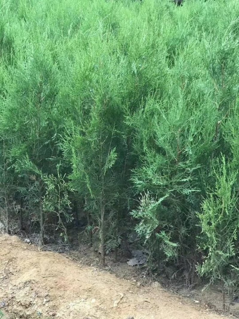 侧柏树苗扁侧柏树松柏树苗庭院绿化侧柏叶柏树绿化苗