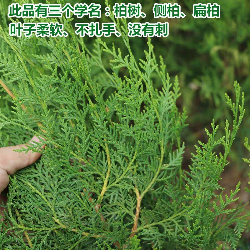 侧柏树苗扁侧柏树松柏树苗庭院绿化侧柏叶柏树绿化苗