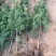 侧柏树苗扁侧柏树松柏树苗庭院绿化侧柏叶柏树绿化苗