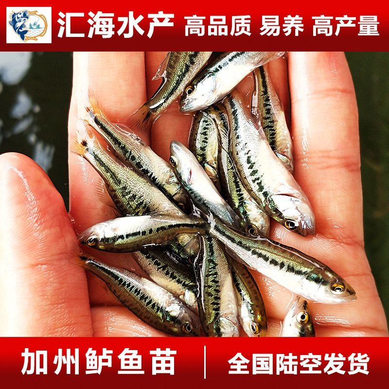 鲈鱼苗加州鲈鱼苗优鲈三号鱼苗质量决定收成