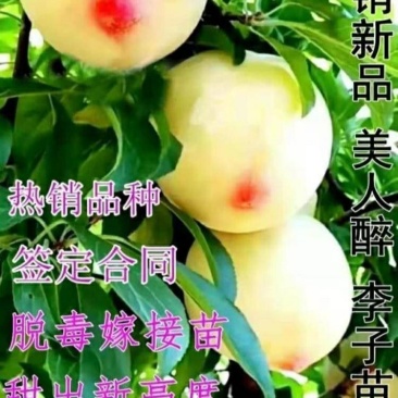美人醉李子苗新品种死苗补发现挖现卖基地保真包邮