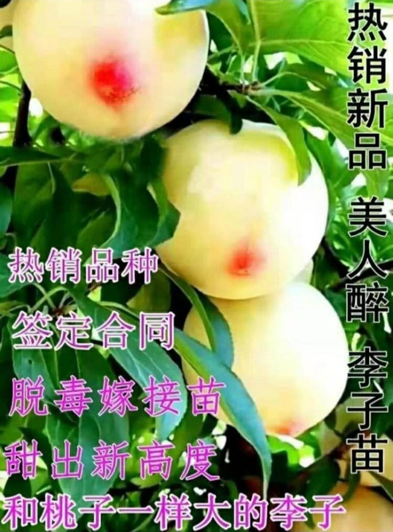 美人醉李子苗新品种死苗补发现挖现卖基地保真包邮